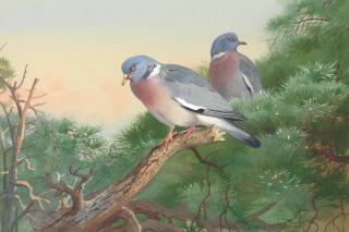 Archibald Thorburn - A pair of Wood Pigeons