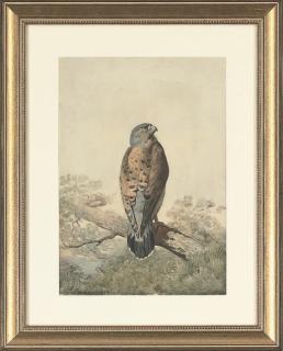 Archibald Thorburn - A perched kestrel