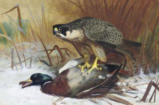 Archibald Thorburn - A Peregrine Falcon And Mallard