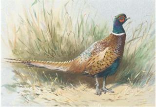 Archibald Thorburn - A Pheasant