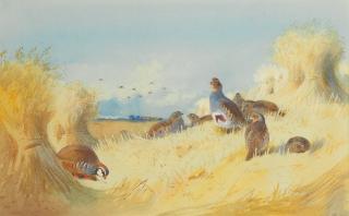 Archibald Thorburn - A red-legged Partridge and a covey of grey Partridges by corn stooks