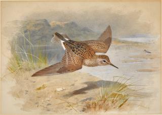 Archibald Thorburn - A Reeve in Flight