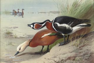 Archibald Thorburn - A ruddy shelduck and a red-breasted goose at the water\'s edge