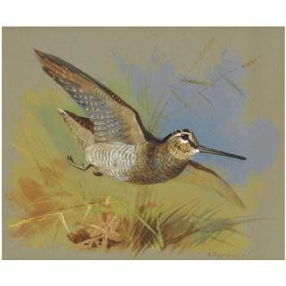 Archibald Thorburn - A Woodcock In Flight