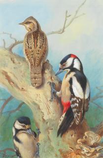 Archibald Thorburn - A Wryneck and two Greater Spotted Woodpeckers