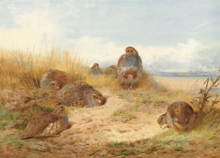 Archibald Thorburn - Basking in the noonday sun: A Covey of Grey Partridge