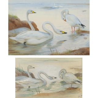 Archibald Thorburn - Bewick\'S Swan And Snow-Goose: Two Works