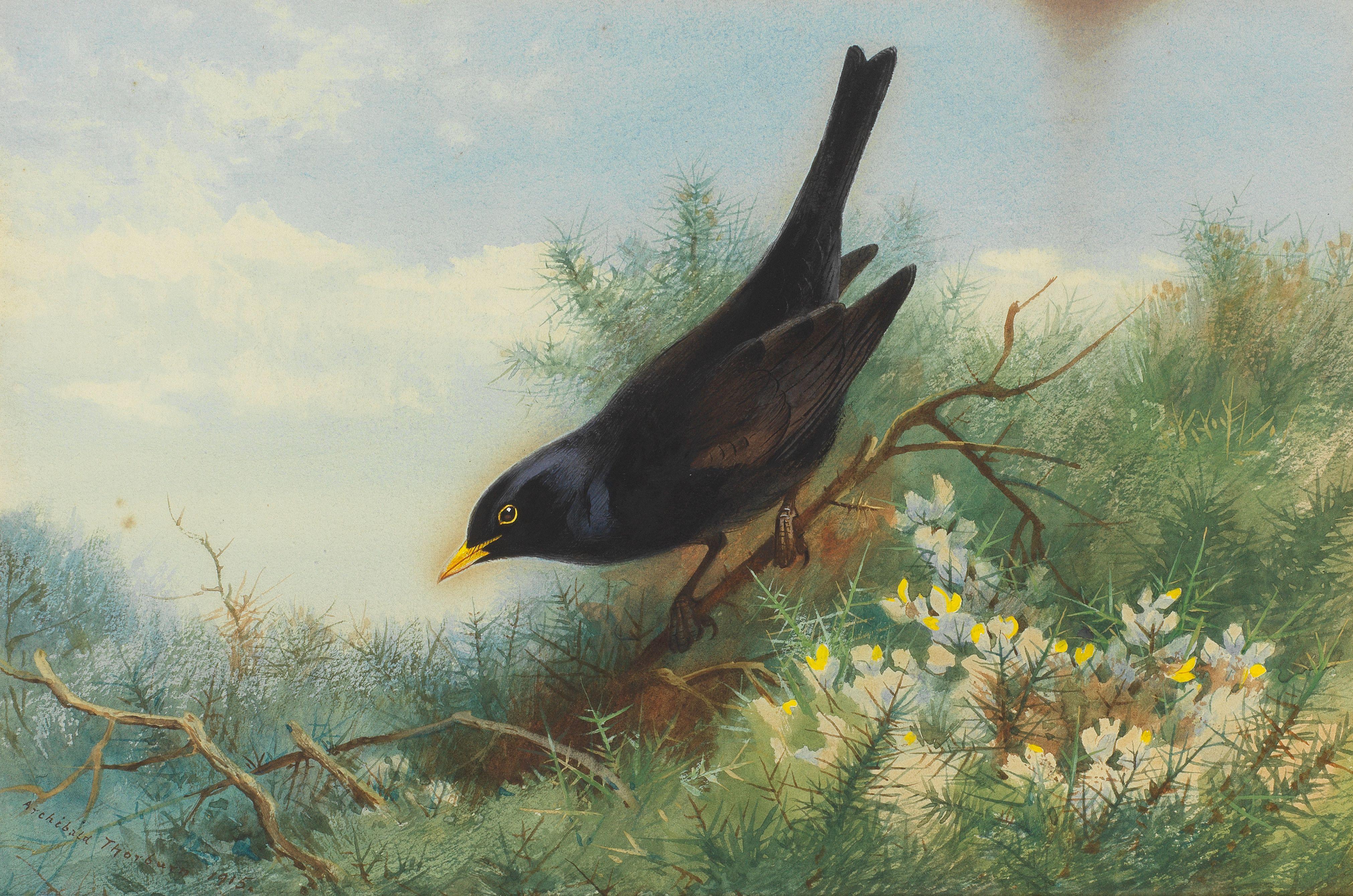 Archibald Thorburn - Blackbird amongst gorse