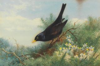 Archibald Thorburn - Blackbird amongst gorse