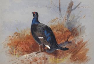 Archibald Thorburn - Blackgame