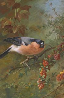 Archibald Thorburn - Bullfinch; Blackbird