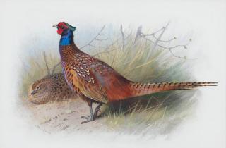 Archibald Thorburn - Cock and Hen Pheasant