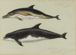 Archibald Thorburn - Common Dolphin And Bottlenose Dolphin