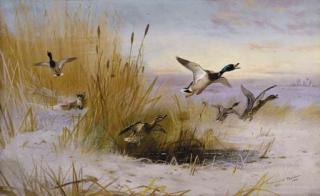 Archibald Thorburn - Delusive Hopes: Mallards in a winter marsh startled by a fox