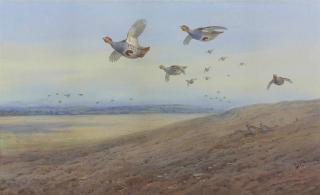 Archibald Thorburn - English Partridge In Flight, Red-Legged Partridge Below