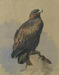 Archibald Thorburn - Golden Eagle