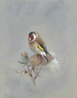 Archibald Thorburn - Goldfinch On A Thistle