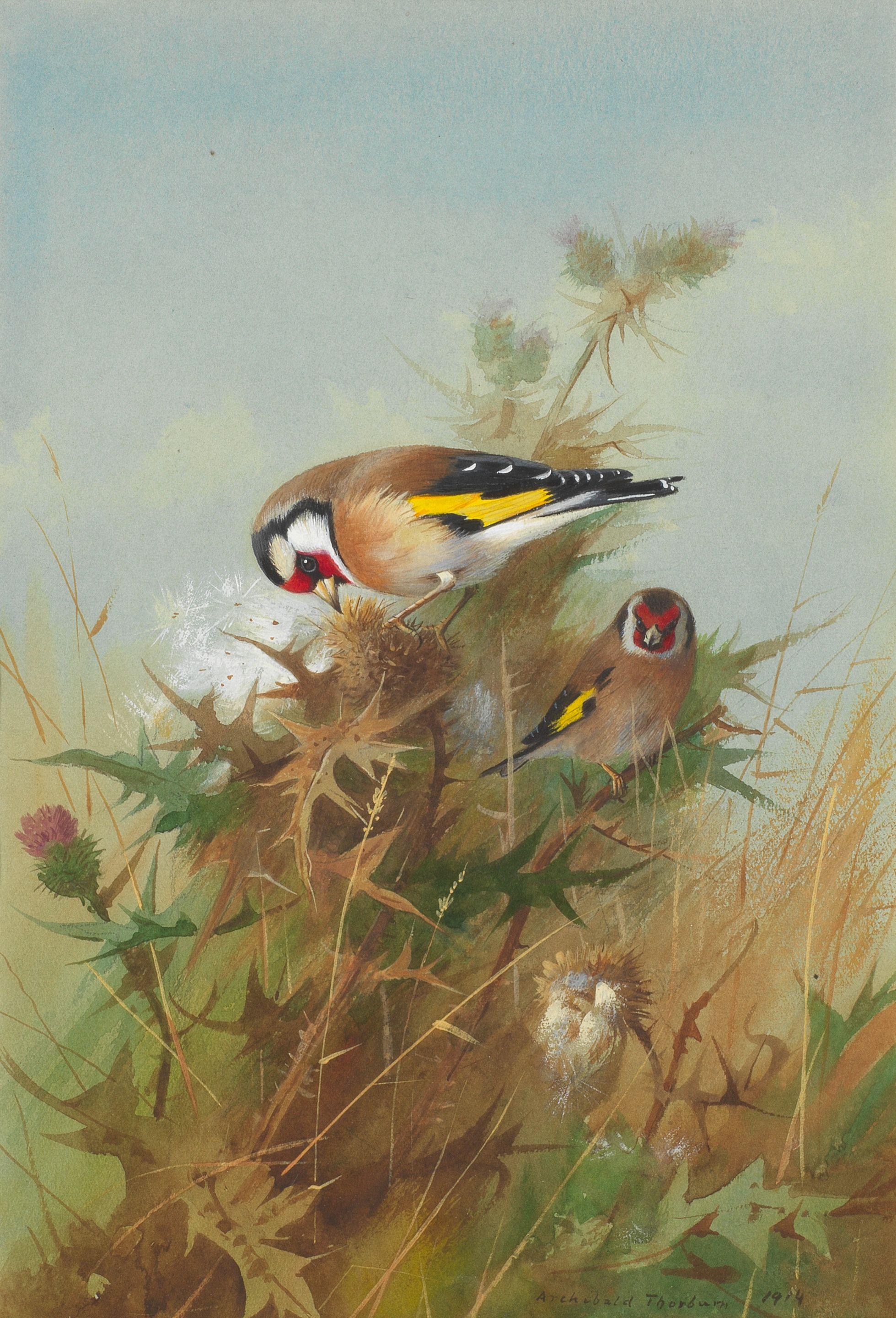 Archibald Thorburn - Goldfinches on Thistledown
