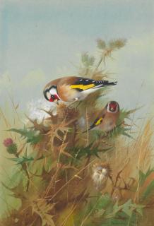 Archibald Thorburn - Goldfinches on Thistledown