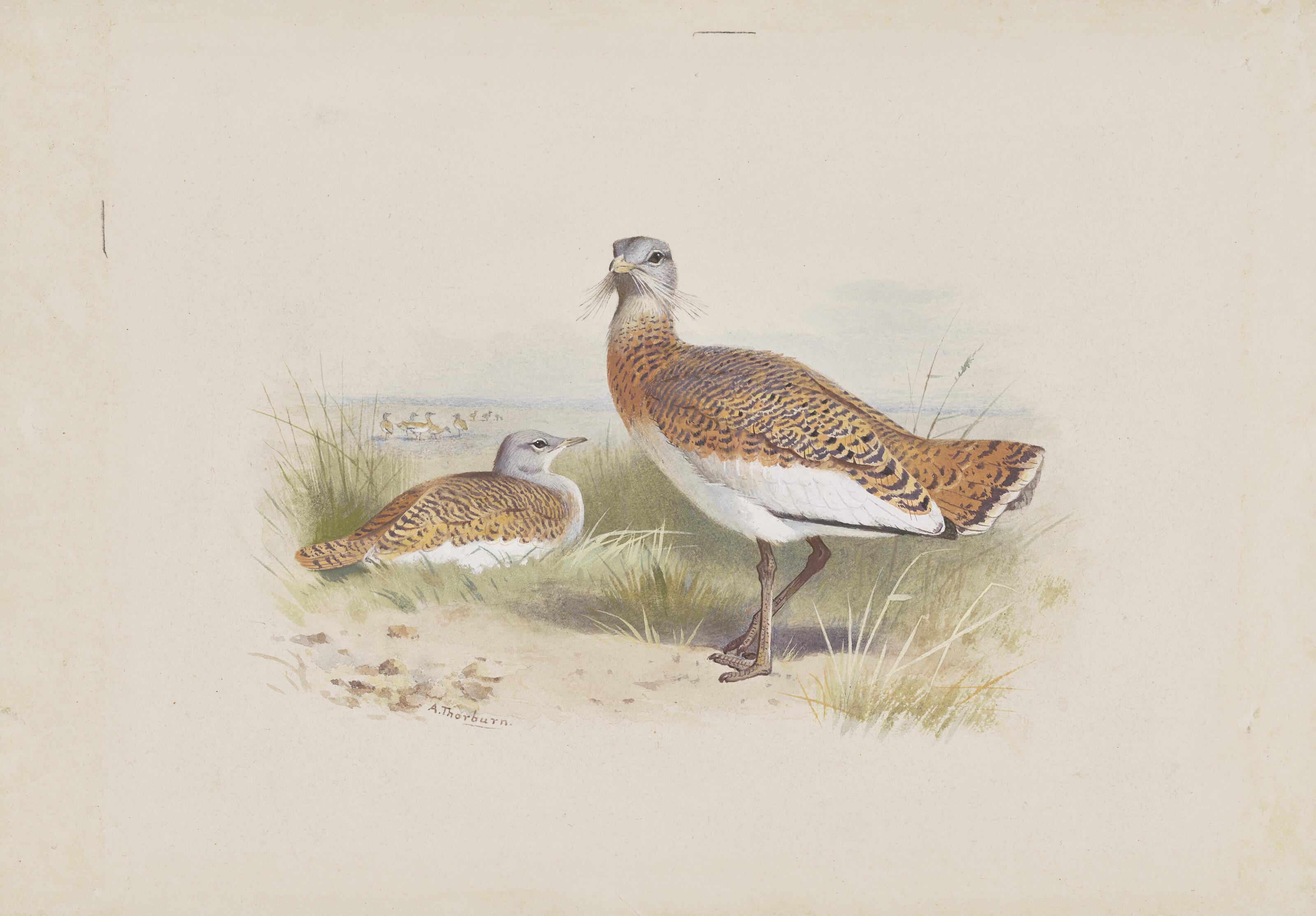 Archibald Thorburn - Great Bustards, Otis tarda