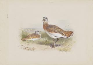 Archibald Thorburn - Great Bustards, Otis tarda