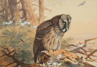 Archibald Thorburn - Great grey owl