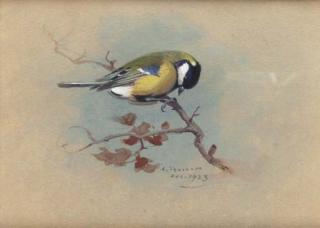 Archibald Thorburn - Great Tit