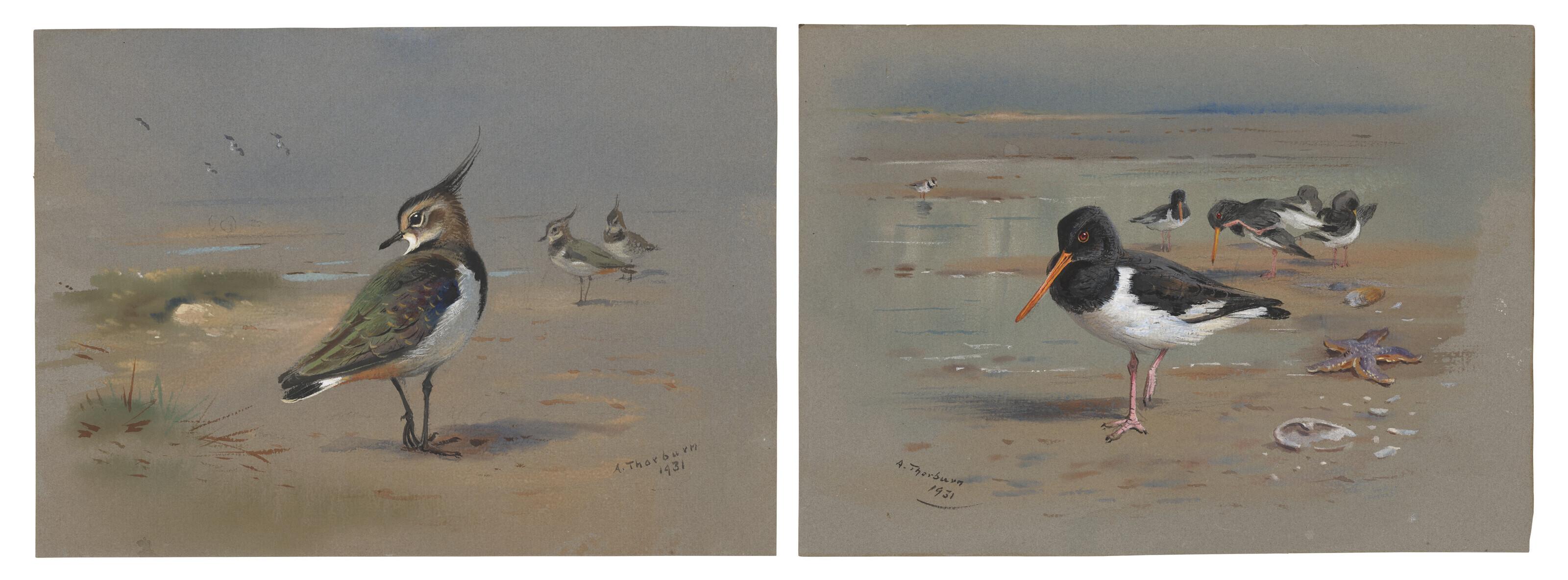 Archibald Thorburn - Green Plovers; and Oyster Catchers
