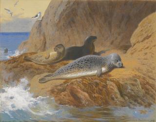Archibald Thorburn - Grey And Harbour Seals At Rest
