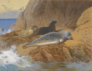 Archibald Thorburn - Grey And Harbour Seals At Rest