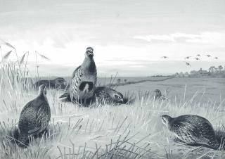 Archibald Thorburn - Grey Partridge