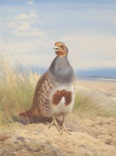 Archibald Thorburn - Grey partridge