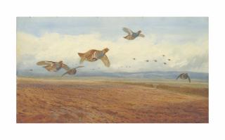 Archibald Thorburn - Grey partridges in flight