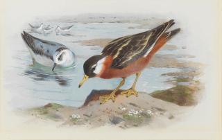 Archibald Thorburn - Grey Phalarope