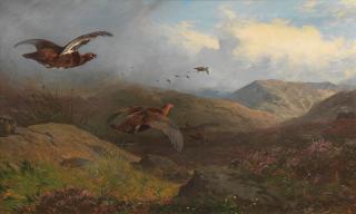 Archibald Thorburn - Grouse in flight over butts