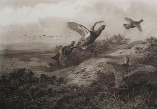 Archibald Thorburn - Grouse in Flight