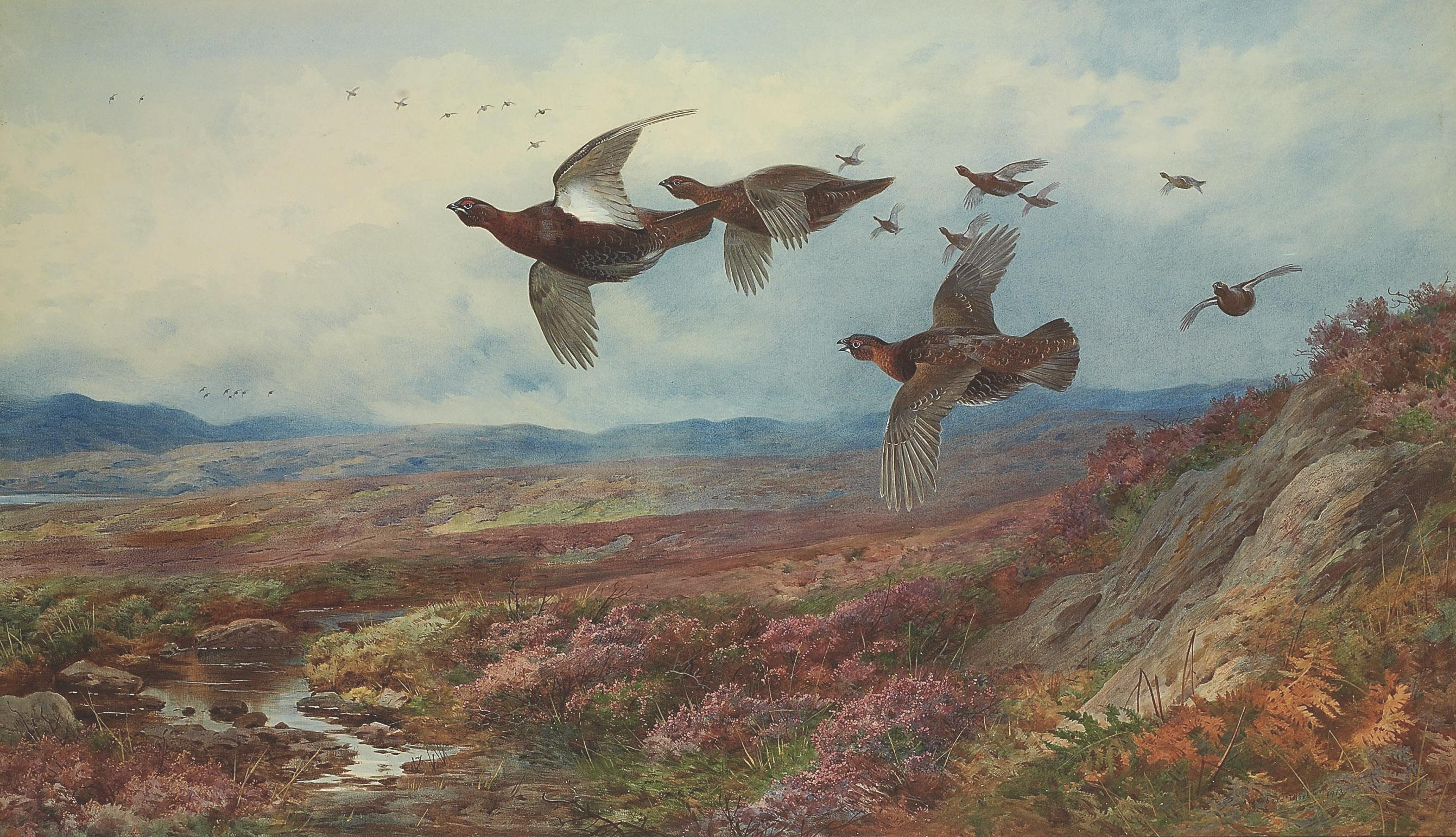 Archibald Thorburn - Grouse in flight