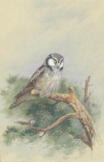 Archibald Thorburn - Hawk Owl