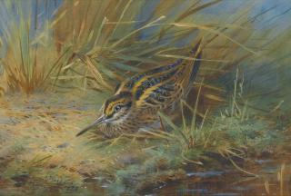 Archibald Thorburn - Jack Snipe