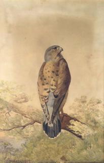 Archibald Thorburn - Kestrel