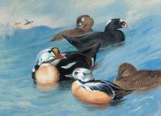 Archibald Thorburn - King Eider, Surf-Scoter and Steller\'s Eiders