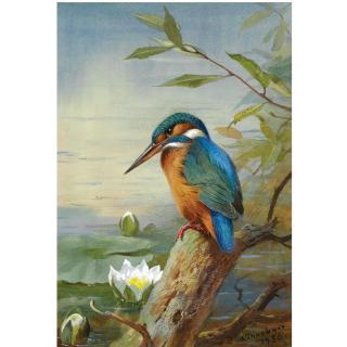 Archibald Thorburn - Kingfisher