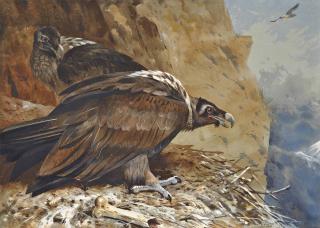 Archibald Thorburn - Lammergeier