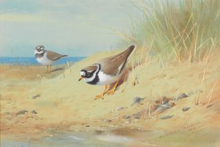 Archibald Thorburn - Little Ringed Plover