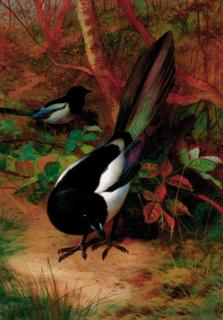 Archibald Thorburn - Magpies