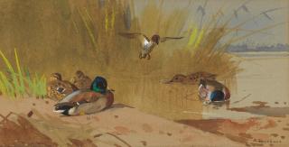 Archibald Thorburn - Mallard at the water\'s edge