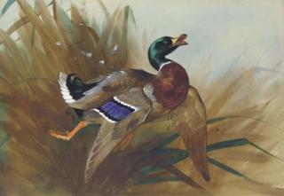 Archibald Thorburn - Mallard Duck