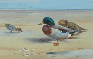 Archibald Thorburn - Mallard