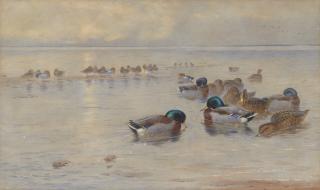 Archibald Thorburn - Mallards on a lake