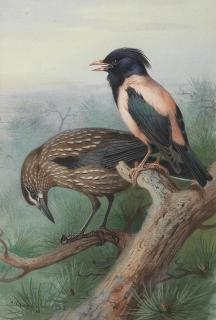 Archibald Thorburn - Nutcracker And Rose Coloured Starling